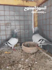  8 حمام نخب صحه ونضافه للبيع