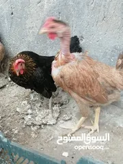  3 دجاج عرب البيع