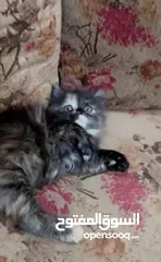  15 قطط للبيع نابلس