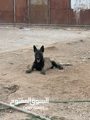  2 جراو بلجم مالينو مستوا عالي للبيع