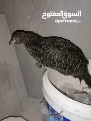  2 جوز فزنت  للبيع او للبدل