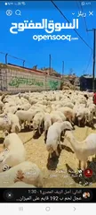  1 ذبح   اضاحي في الممزل