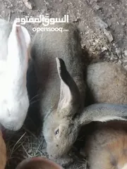  4 أرانب ألماني