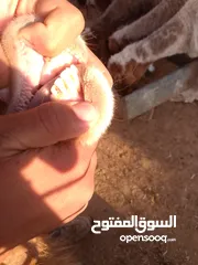  11 بلدي نفس الصور بالضبط عقائق ومناسبات ونذر اوزان 20 ل30 لحم صافي