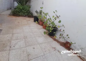  17 شقة ارضية بناء حديث مستقلة تراس / كراج خاص / وحدائق قرب كل الخدمات اجار مغري لا يعوض في ضاحية الاقصى