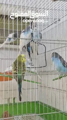  8 للبيع: عصافير حب بصحة ممتازة، في منهم تحتهم بيض!