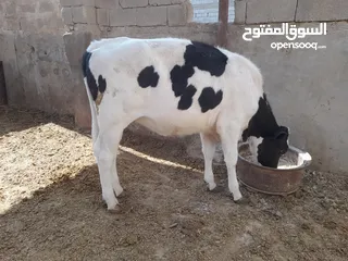  10 بجره فريزيه للبيع بمليونين وميتين