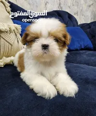  1 Shihzt pure puppies 2 months old 