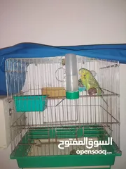  3 طيور حب انجليزي مع قفص وكوخ