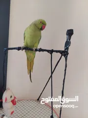  13 ببغاء درارة هندي ذكر اسمو كوكو عمر سنتين مطوق اليف جدا ما بعض نهائي لعوب بحب الاطفال