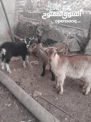  3 ماعز البينو للبيع
