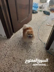  3 كلب بومارينيان وارد اوكرانيا اصلي