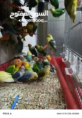  9 فشرات طفرات بلديه كلهم منتجين الفيديو بشرح كلشي
