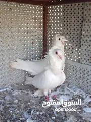 9 حمام للبيع