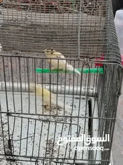  12 طيور كناري