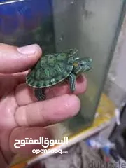  6 سلحفاه سلاحف برمائيه مائيه  بيبي سلحفاة الزينه الامازوني