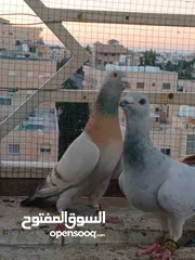  12 تشكيلة حمام مع جوز انجليزيات صفر نخب