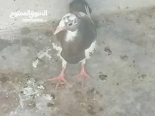  6 حمام للبيع