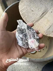  1 فراخ كوكتيل