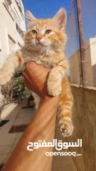  3 تبني قطشيىازي