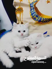  4 ذكور واناث