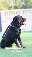  1 Dog Rottweiler