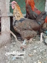  5 متاح ديك و فرختين ديك وفرخه باكستاني و فرخه بلدي