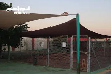  2 متوفر مجموعه كلاب للبيع