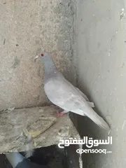  3 طواير  حلوات شغالات وفحل تكلجي ازرق