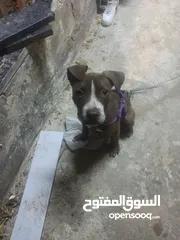  1 كلب بيتبول