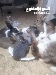  7 ارانب للبيع