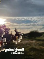  12 سامسونج جلاكسي S21