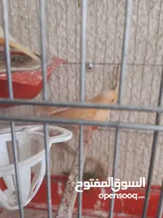  21 طيور كناري جاهزة بحالة وصحة جيدة