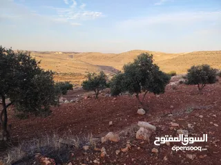 9 مزرعة جاهزه مرتفعه وكاشفه مشجره ومخدومه