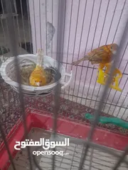  2 جوز كنار ماشاءالله علي شغال تحتي بيض الموقع سحاب محطة جار لقمر