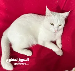  2 قط مكس شيرازي للتبني بس مطلوب مخافة الله