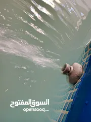  4 مسبح ماء  للبيع بحاله الوكاله