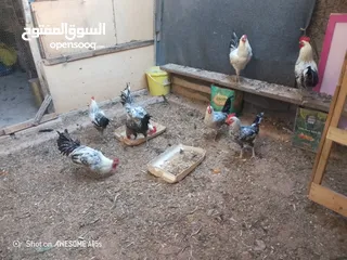  1 جاج فيومي ..