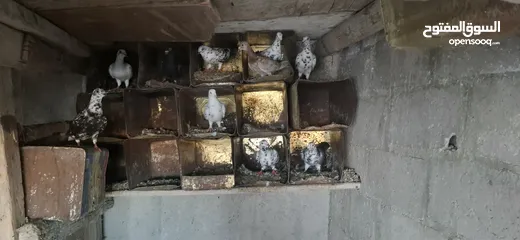  1 حمام للبيع كشمري  وبلدي  وبوز