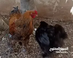  2 "جوز براهما ثقيل ونظيف – عمر سنة"
