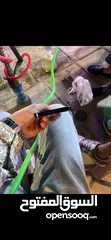  19 جهاز. ايفون15 pro max جهاز وكاله بحالة الجديد الجهااز  بطاريتو90 مساحه256 نموذجM شرق ارسط الاه ببارك