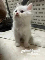  5 قطط صغار للبيع