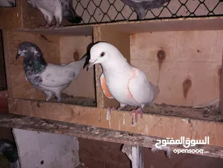  6 Pakistani pigeons highflyers