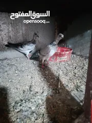  1 متاح جواز و حبات فلت موجودات طبربور سعرهن كويس