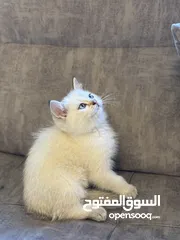  9 سكوتش فولد وستريت فل بيرو بسعر مناسب جدا