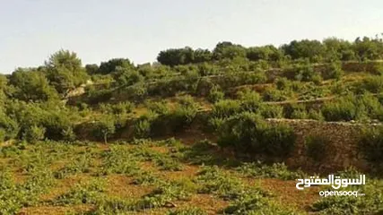  15 مزرعه مثمرهه فواكه مشكله مردود سنوي من 8 إلى 12 الف
