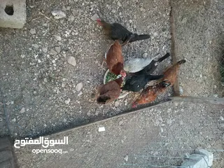  1 دجاج للبيع البزره القديمه