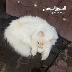  2 شيرازي للبيع عمرها سنة وشوي سعرها 600(قابل للتفاوض المعقول) اجتماعية وبترد عصحابها ومتعودة عالحمام