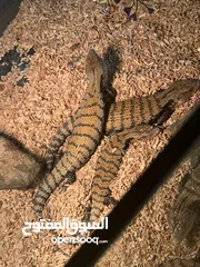  1 سحالي Lizards