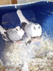  6 جواز حمام شغالات نخب للبيع